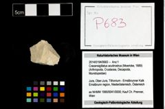 Foto (Objekt + Etikett) von Cracensigillatus acutirostrus (Moericke, 1889)  (NHMW-GEO-2014-0194-0683)